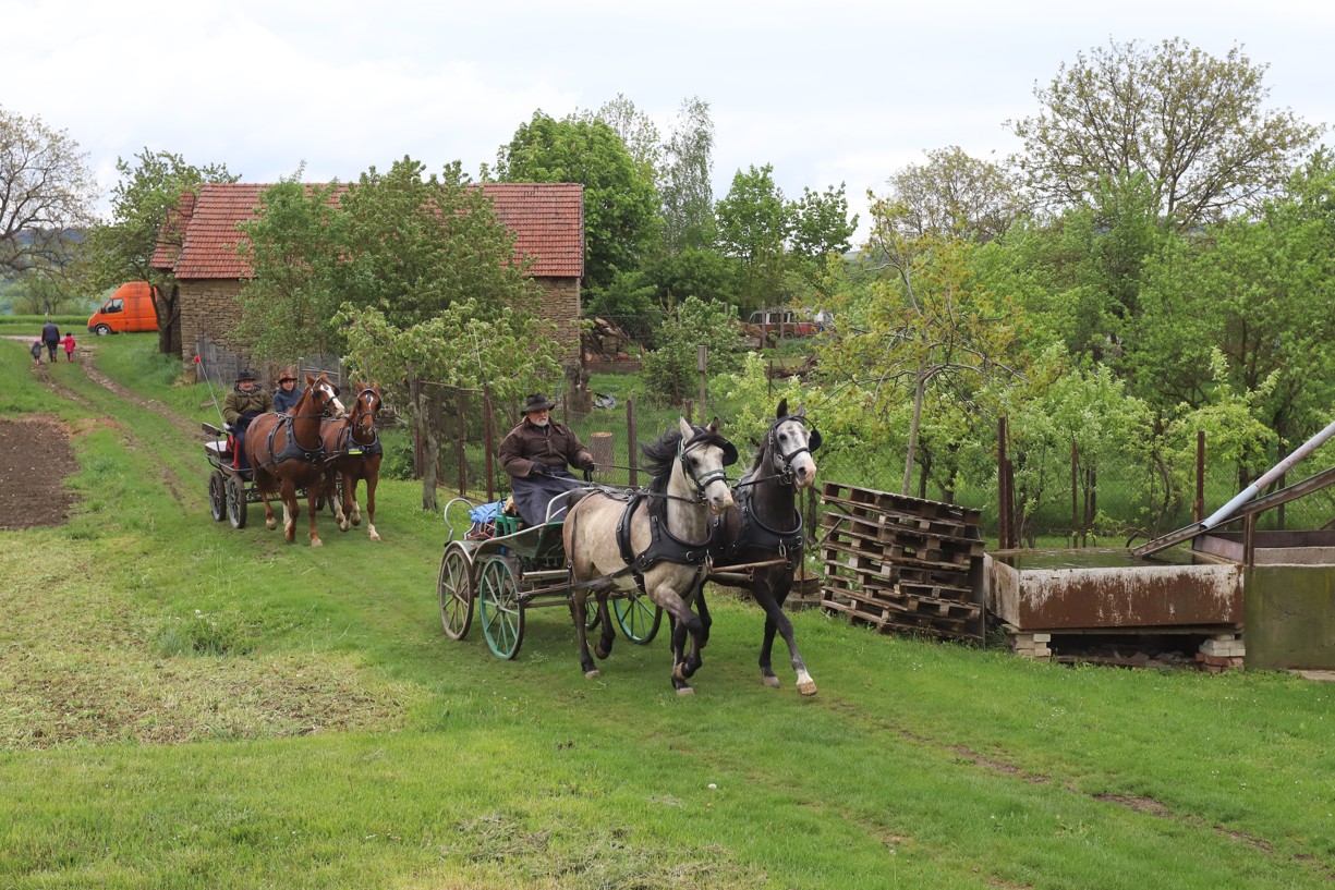 Koňské vozy se na cestu vydaly od historických stodol v Hrubé Vrbce