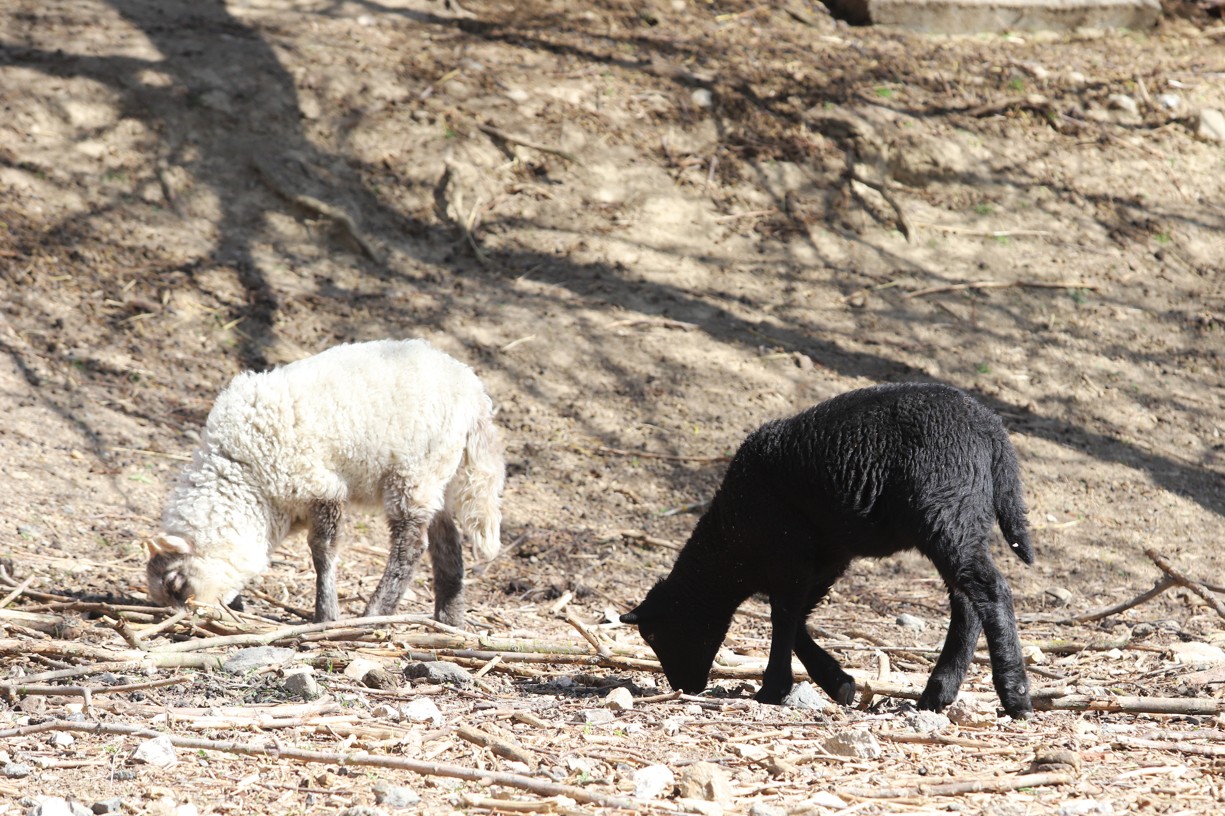 Při cestě bylo možné sledovat i ovečky