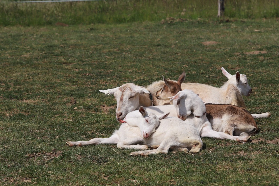 Kozy na farmě žijí šťastný život