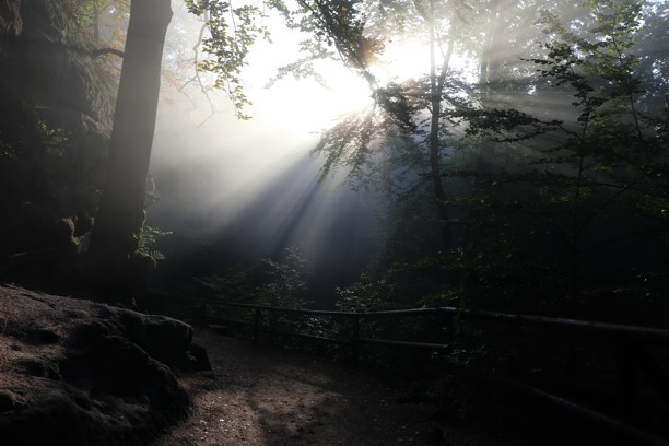 Po cestě k Prakšické bráně na mne skrze mlhu najednou v lese takto krásně vykouklo slunce.