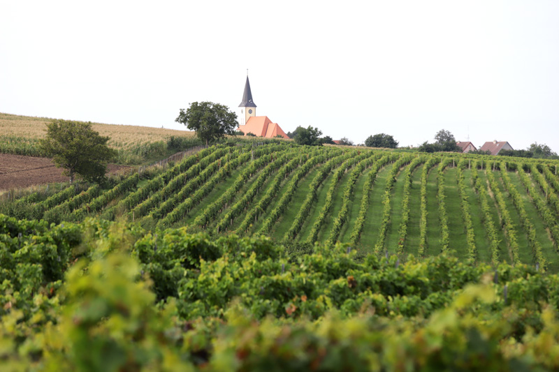 Z rozhledny je krásný pohled na vinohrady a kostel v sousední Vrbici.