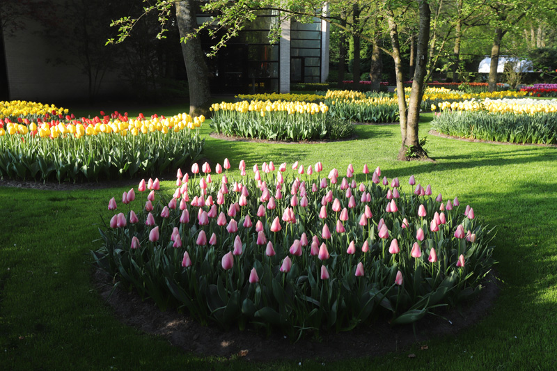 V Keukenhofu je údajně vysazeno osm milionů cibulek tulipánů.
