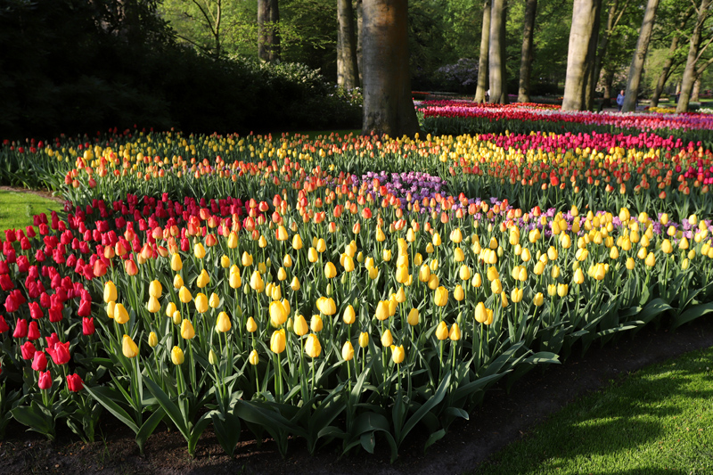 V Keukenhofu je údajně vysazeno osm milionů cibulek tulipánů.