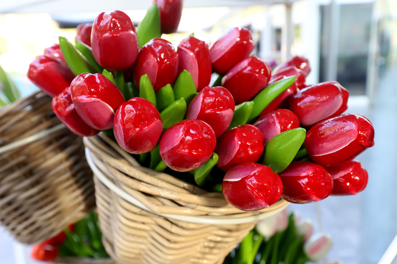 Tyto tulipány nikdy nezvadnou