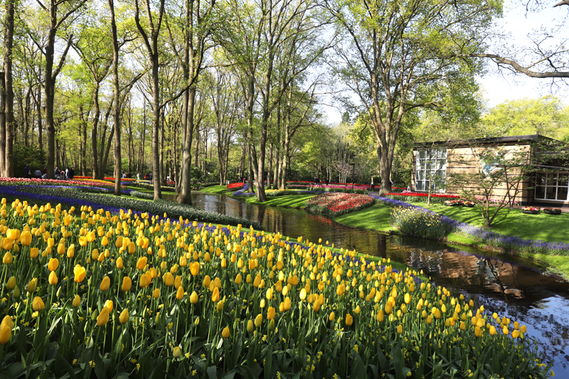 Holanďané údajně vysazují vždy tři cibulky nad sebou, aby byly tulipány stále v květu. 