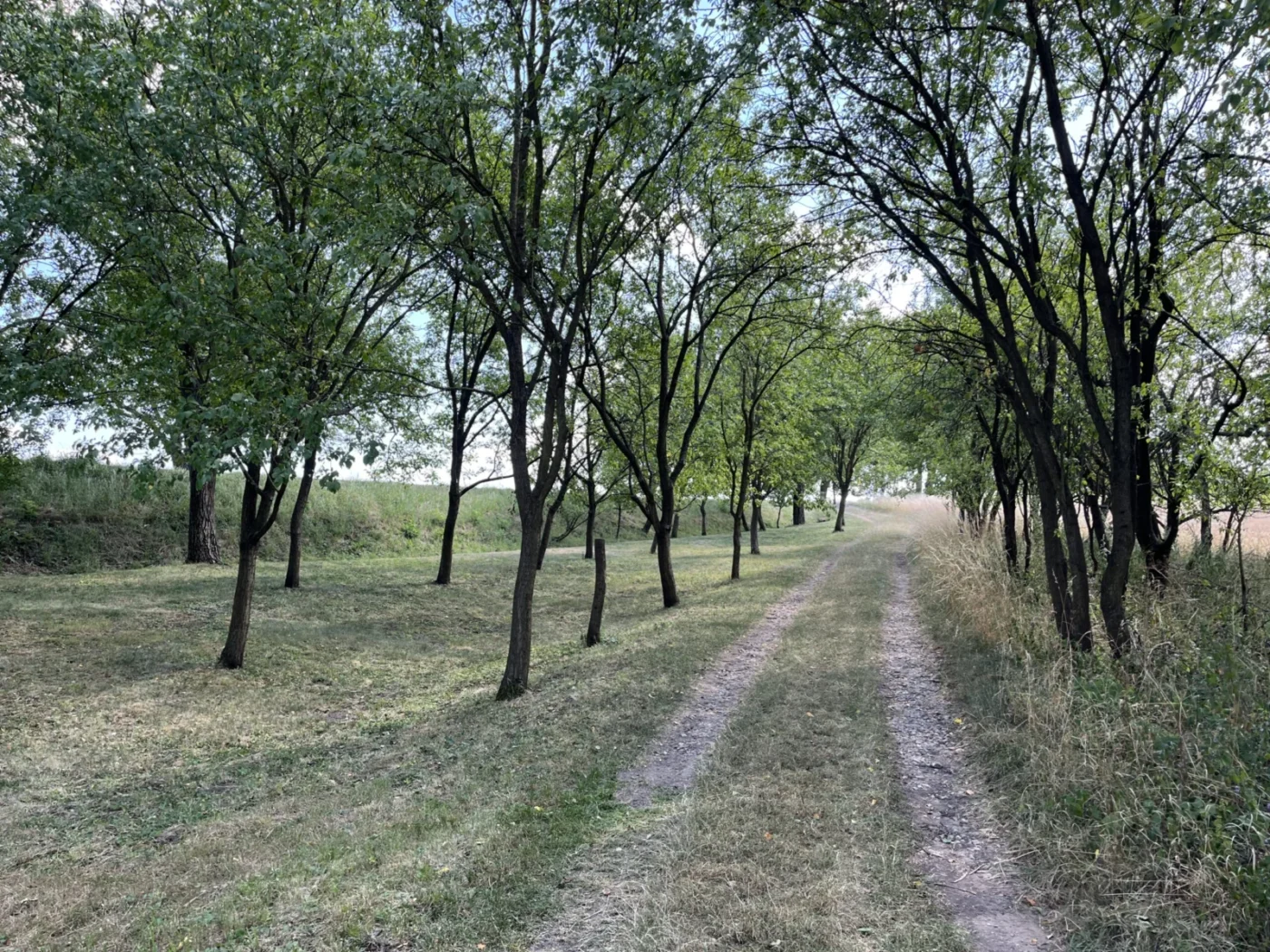 Tato cesta vede od studánky k silnici. 