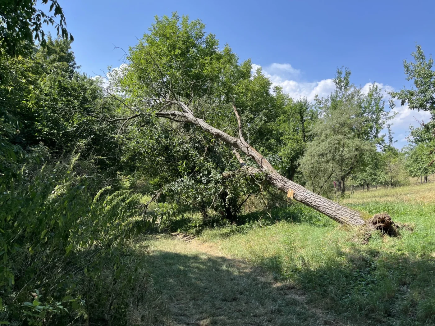 Na rozcestí je přes cestu vyvrácený velký strom a nebude to tak dávno, protože má zelené listy.