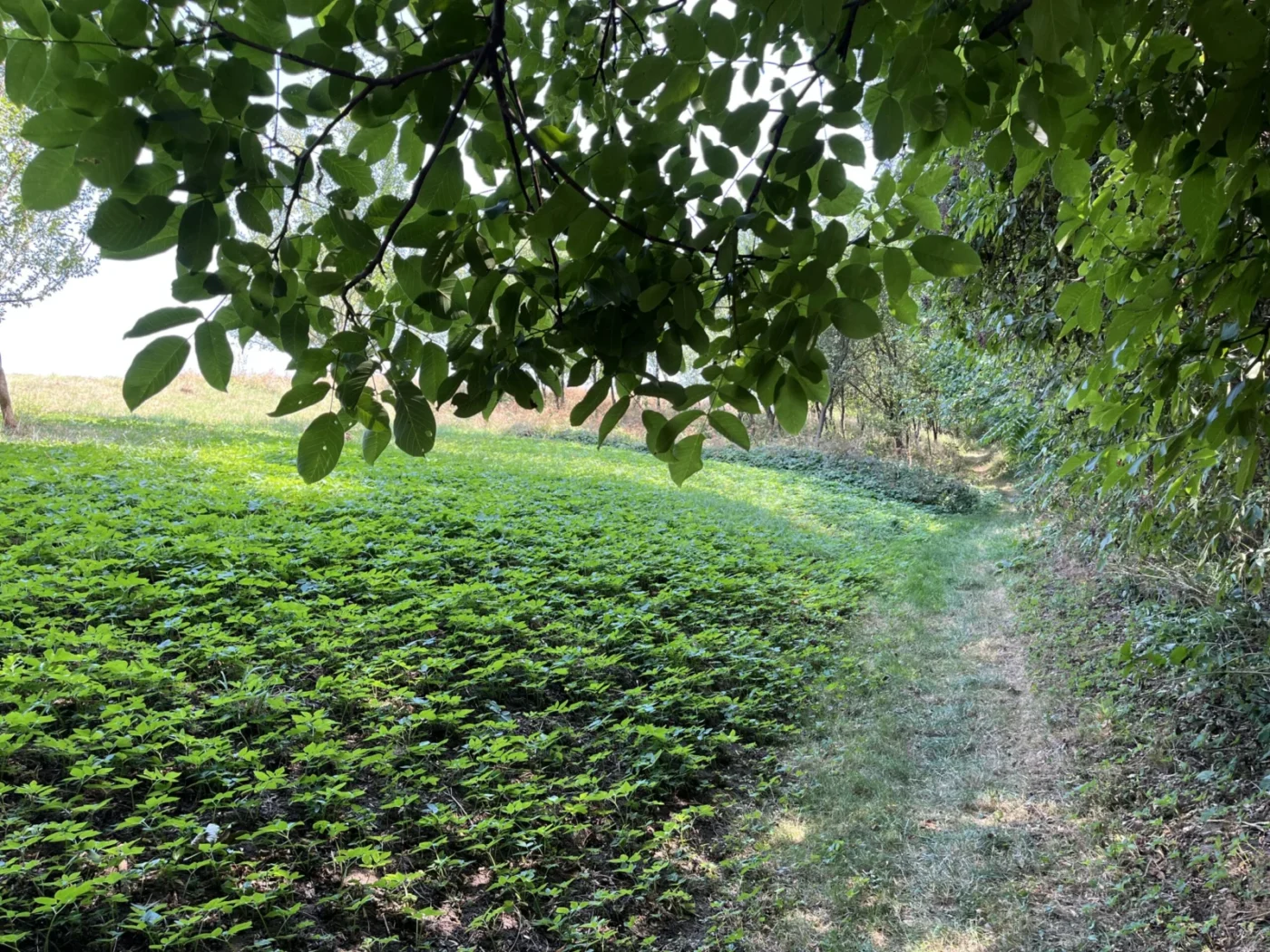 Cesta ke studánce. 