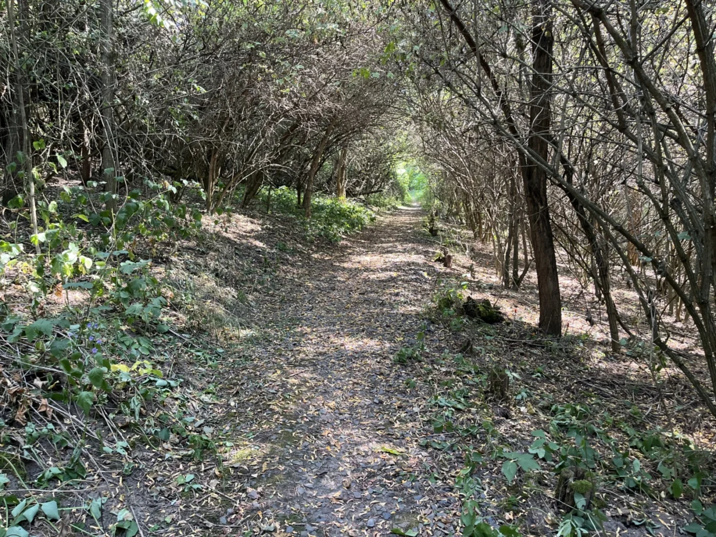Cesta ke studánce. 