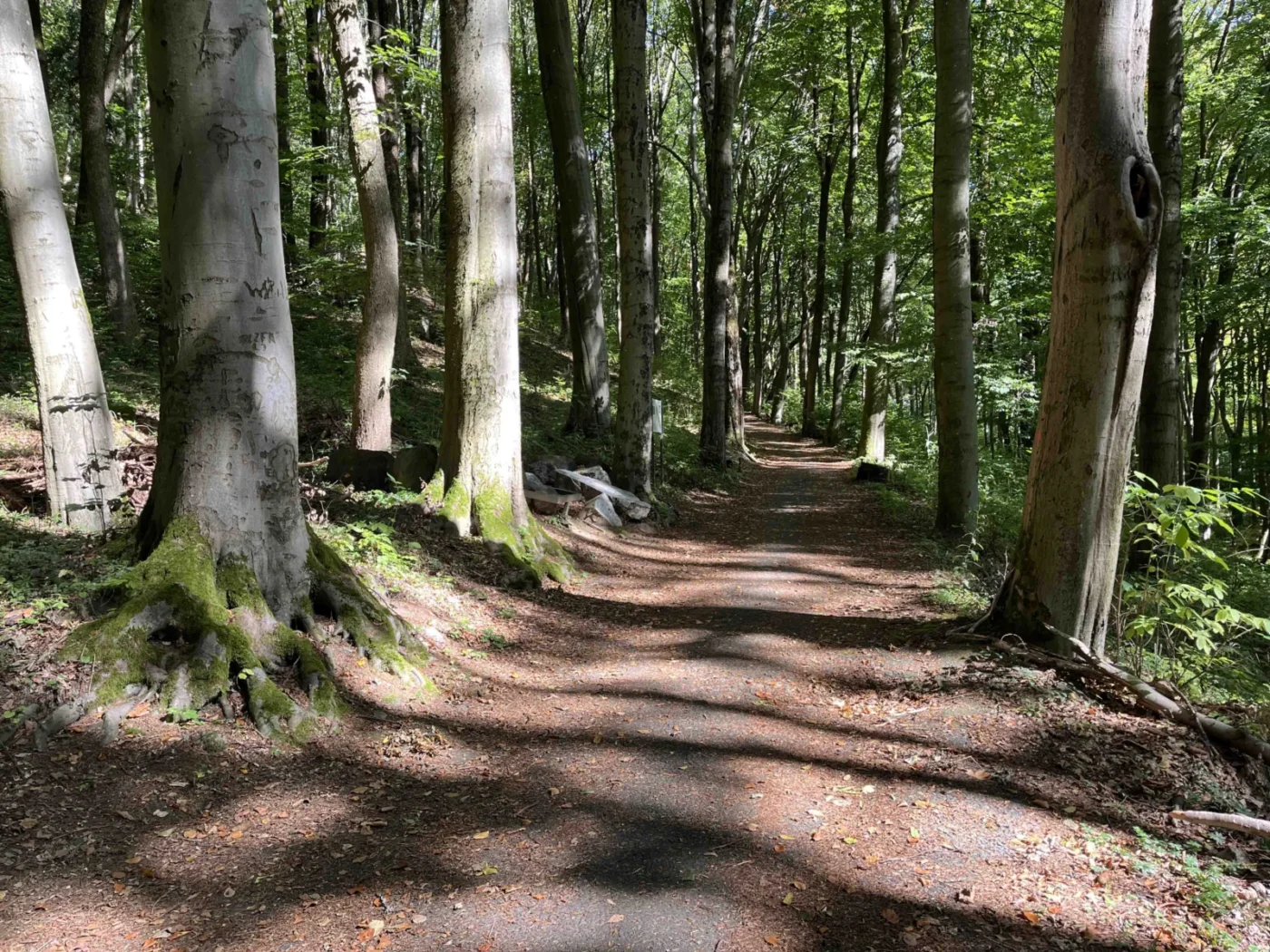 Putování lesem léčí. 